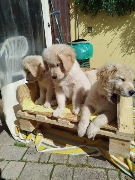 golden retriever americani 3 femminucce ottima genealogia  | Foto 0