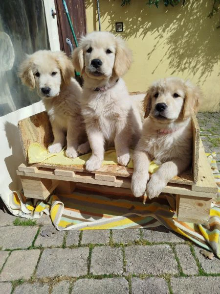 golden retriever americani 3 femminucce ottima genealogia 