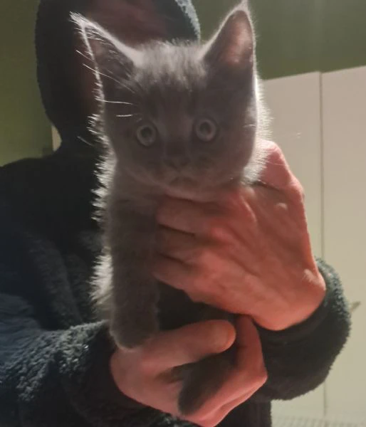 gatti british  | Foto 0