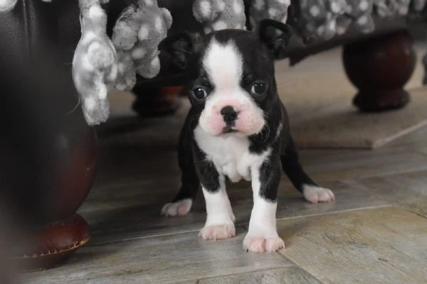bellissimi cuccioli di boston terrier | Foto 0