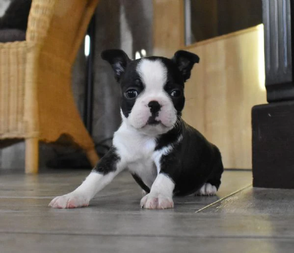 bellissimi cuccioli di boston terrier