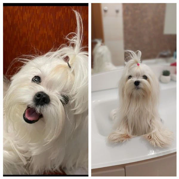 maltese linea coreana  | Foto 2