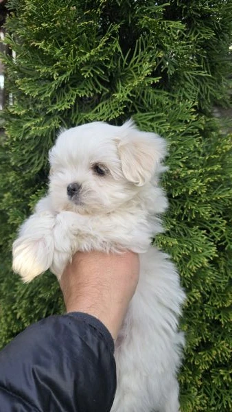 maltese linea coreana  | Foto 1