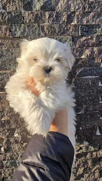 maltese linea coreana  | Foto 0