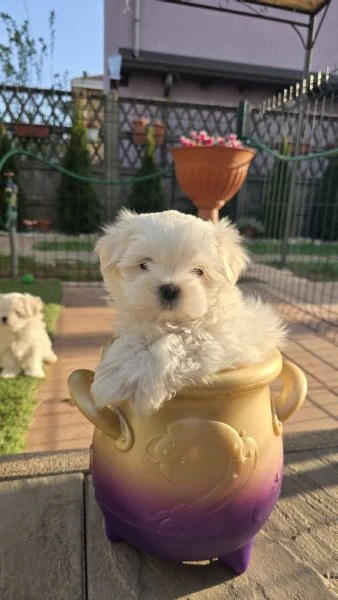 maltese linea coreana 