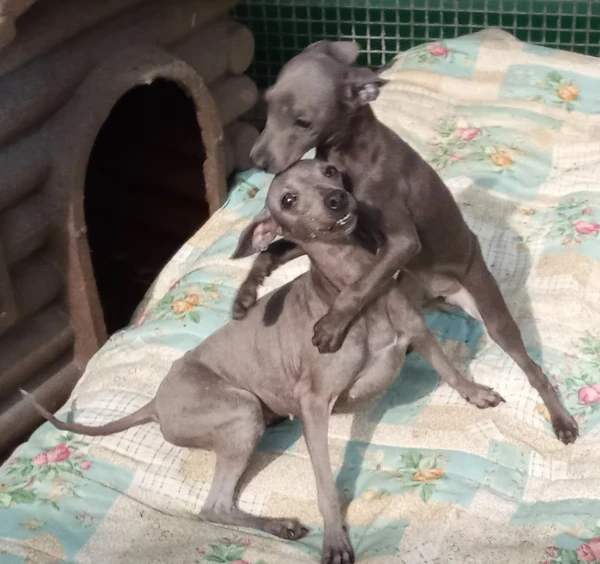 cuccioli di levriero italiano