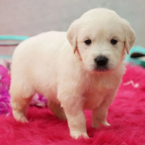 cuccioli di golden retriever. | Foto 0