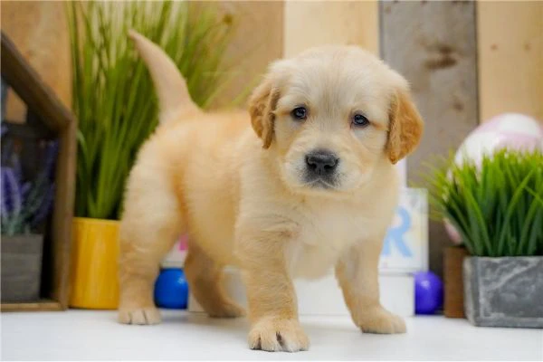 cuccioli di golden retriever.