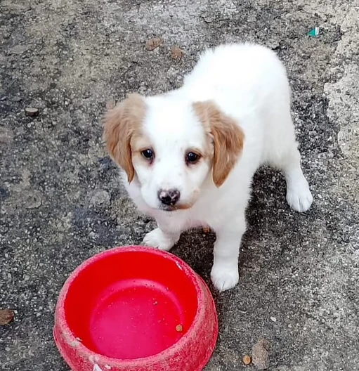 bellissimi cuccioli breton épagneul 