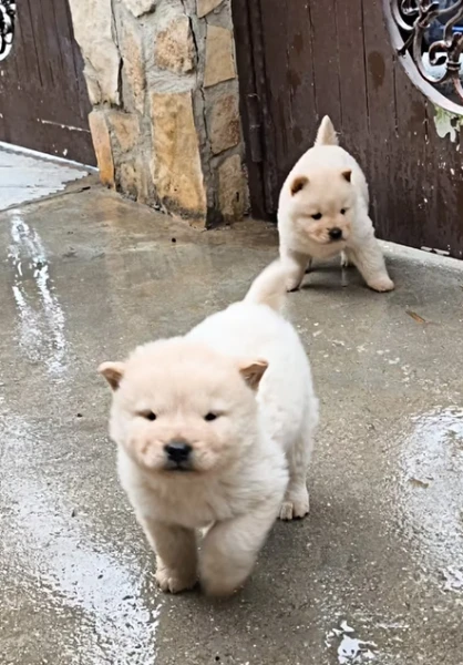 cuccioli di chow chow