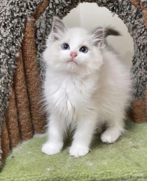 bellissimi e dolcissimi cuccioli di ragdoll !!!