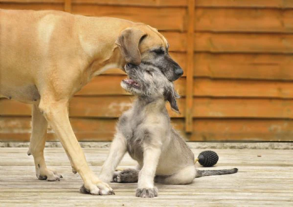 bellissimi cuccioli di levriero irlandese | Foto 0