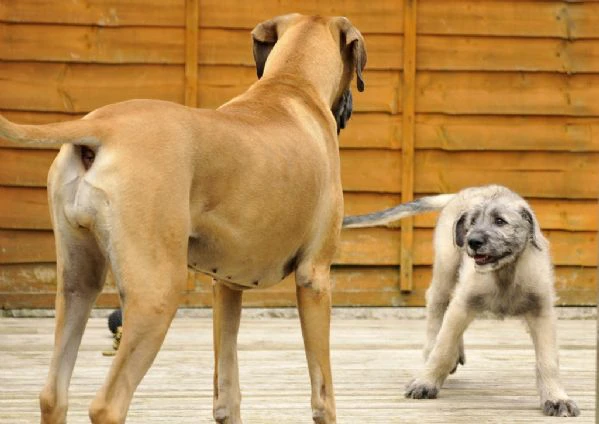 bellissimi cuccioli di levriero irlandese