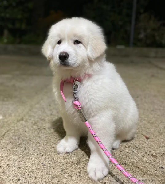 cuccioli di cane da montagna dei pirenei