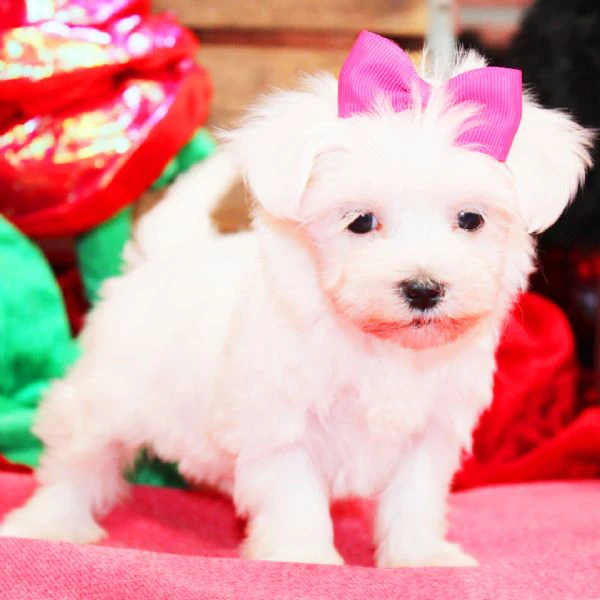 cuccioli di maltese toy maschio e femmina