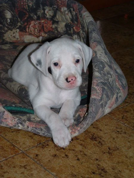 bellissimi cuccioli di dogo argentino