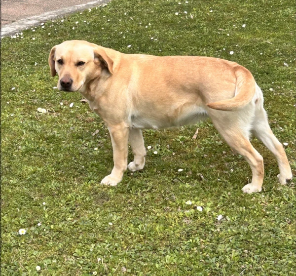 prossima nascita cuccioli di labrador retriever (linee da lavoro)
