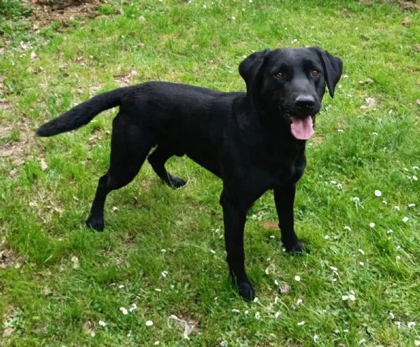 prossima nascita cuccioli di labrador retriever (linee da lavoro) | Foto 0