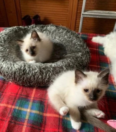 bellissimi gattini sacro di birmania