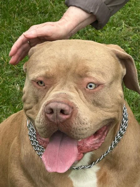 american bully xxl | Foto 4