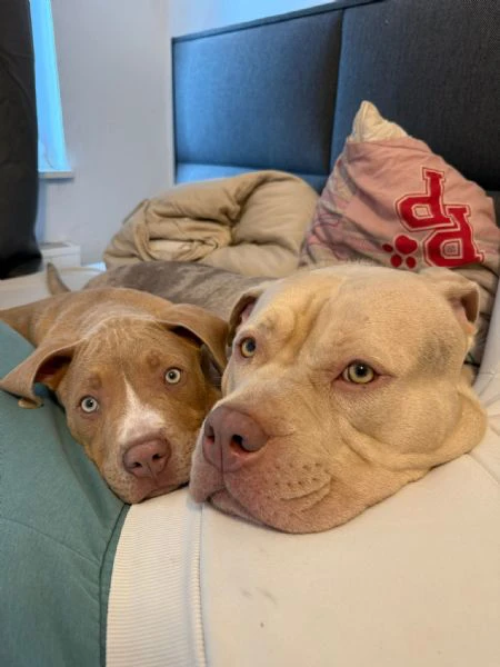 american bully xxl | Foto 3