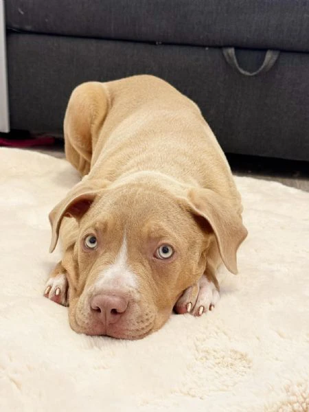 american bully xxl | Foto 2