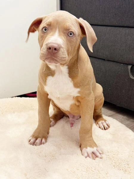 american bully xxl | Foto 1