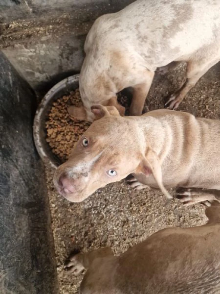 american bully xxl | Foto 0