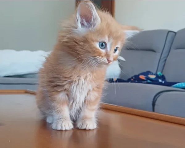 gattini di norvegese  delle foreste