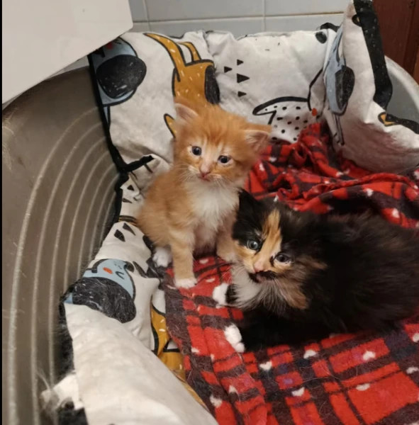 gattini di norvegese  delle foreste | Foto 0