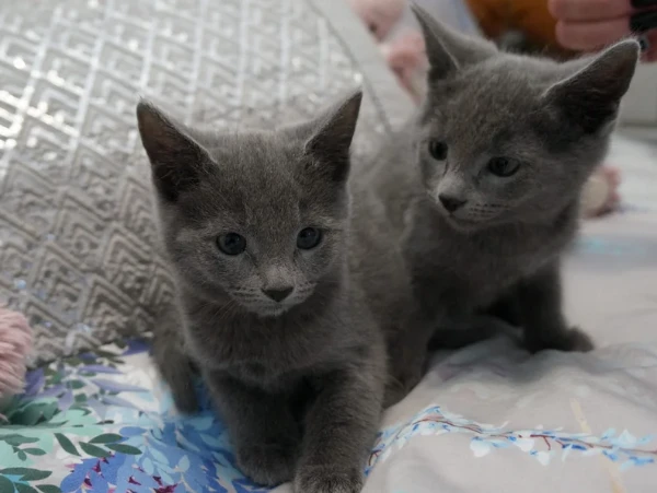puri blu di russia gattini pronti subito | Foto 0