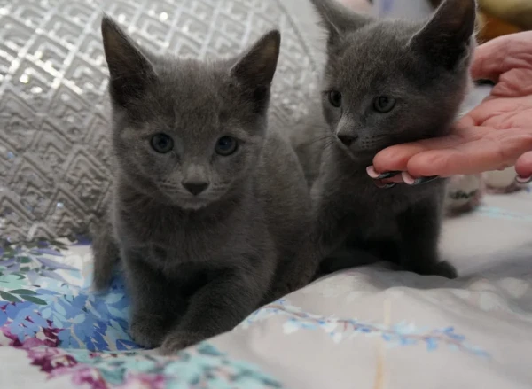 puri blu di russia gattini pronti subito