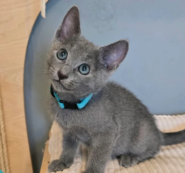 gattini blu di russia | Foto 0