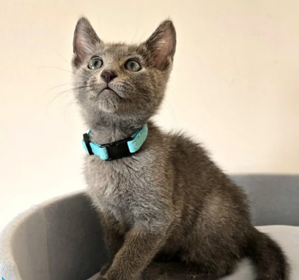 gattini blu di russia