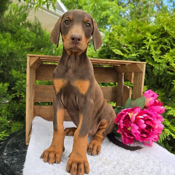 bellissimi cuccioli di doberman | Foto 0