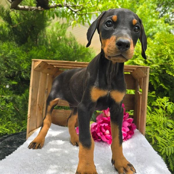 bellissimi cuccioli di doberman