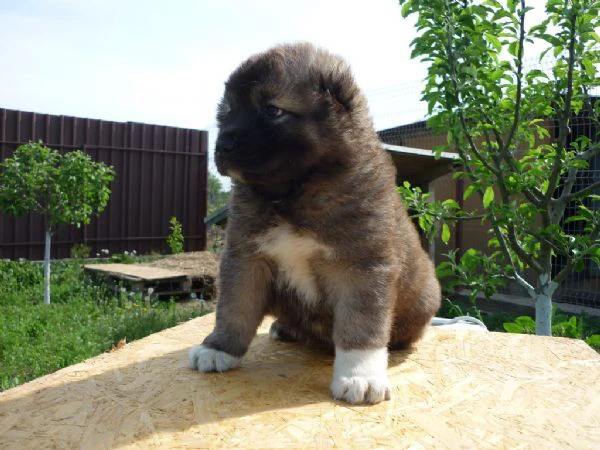 cuccioli di pastore del caucaso  | Foto 1