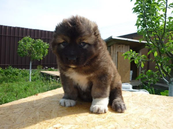 cuccioli di pastore del caucaso  | Foto 0