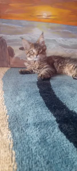 maine coon  | Foto 6