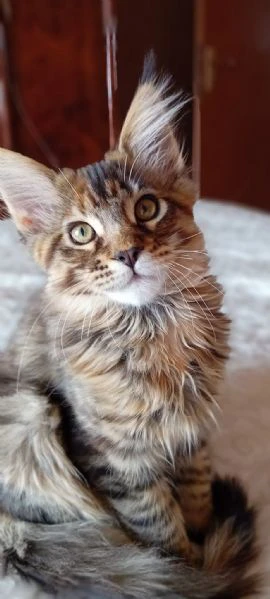 maine coon  | Foto 5