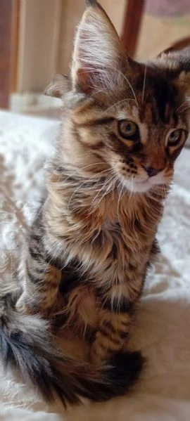 maine coon  | Foto 4