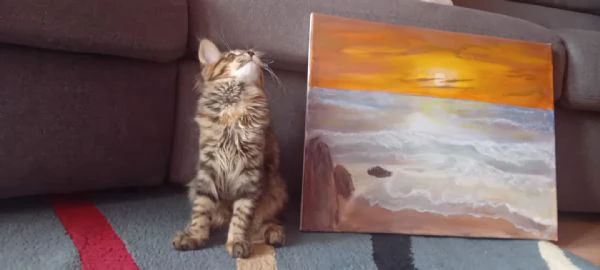 maine coon  | Foto 2