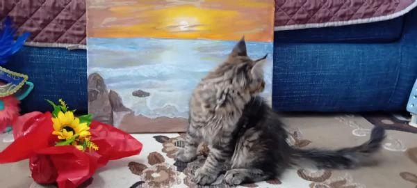 maine coon  | Foto 1