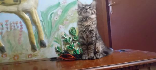 maine coon  | Foto 0