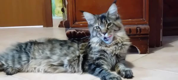 maine coon cucciola | Foto 4