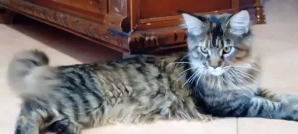 maine coon cucciola | Foto 3