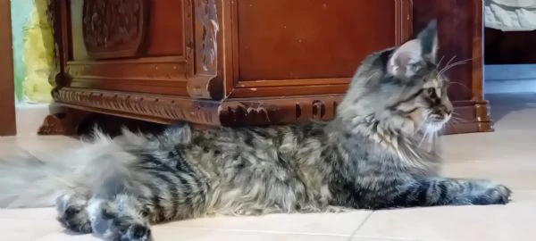 maine coon cucciola | Foto 2