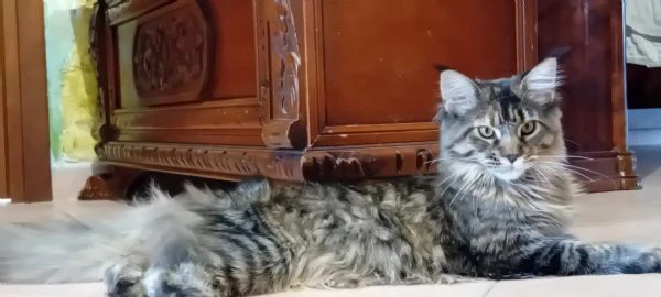 maine coon cucciola | Foto 1