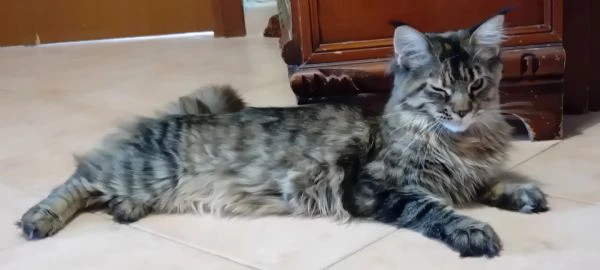 maine coon cucciola
