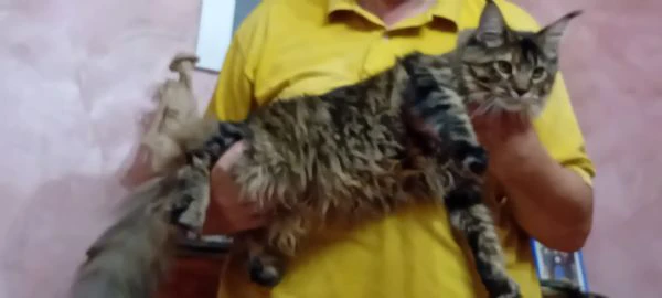 maine coon cucciola | Foto 0